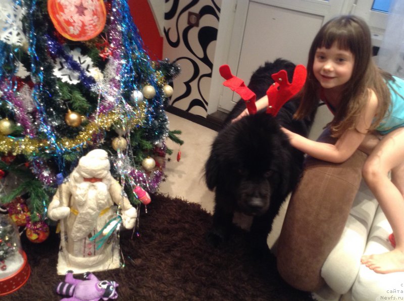 Фото: ньюфаундленд Van Len Taym Older (Ван Лен Тайм Олдер)