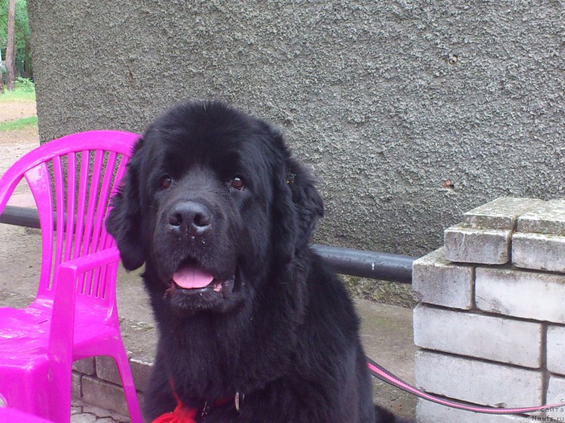 Фото: ньюфаундленд Ai Love Rich (Ай Лав Рич)