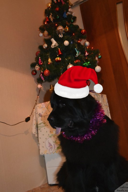 Фотография № 171466