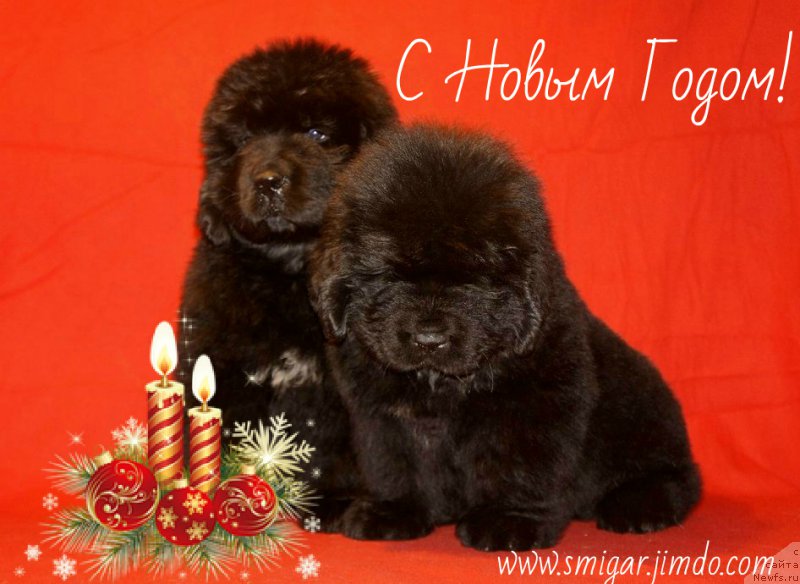 Фото: ньюфаундленд Smigar Everything iz Possible (Смигар Эврисинг из Посибл), ньюфаундленд Smigar Every Beat of My Heart (Смигар Эври Бит ов Май Хат)