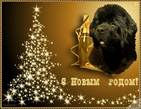 Фото: ньюфаундленд Smigar Nimfeya Neotrazimaya (Смигар Нимфея Неотразимая)