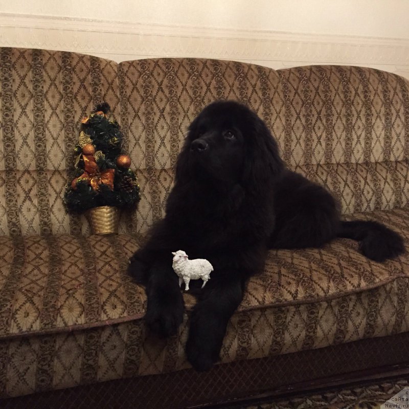 Фото: ньюфаундленд Brownblood MSK Helfi Best Armani (Браунблад МСК Хелфи Бэст Армани)