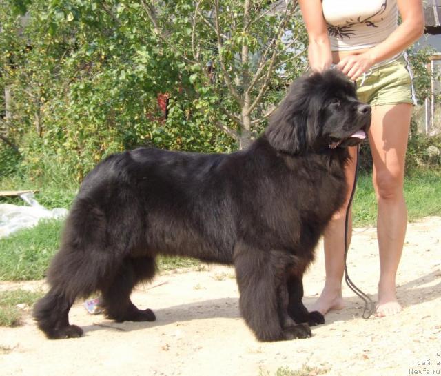 Фото: ньюфаундленд Zholli Wonderfull iz Medvejyego Yara (Жолли Вандерфулл из Медвежьего Яра)