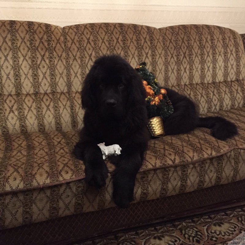 Фото: ньюфаундленд Brownblood MSK Helfi Best Armani (Браунблад МСК Хелфи Бэст Армани)