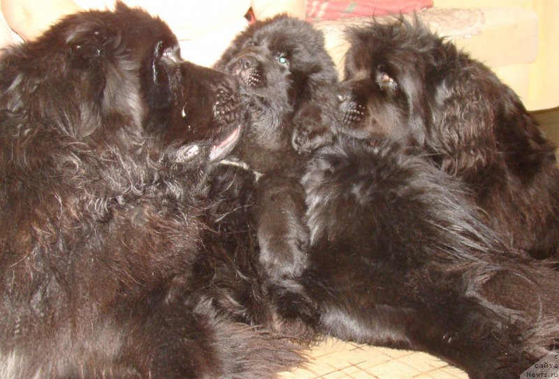 Фото: ньюфаундленд Obayatel'naya Ledi ot Laskovogo Del'fina (Обаятельная Леди от Ласкового Дельфина), [d13170]
Шеба