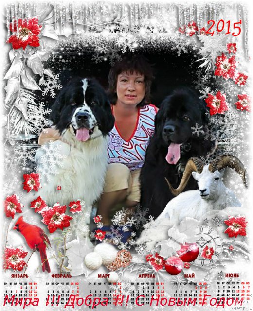 Фото: ньюфаундленд La Belle Michaela (Ла Бель Мишель), ньюфаундленд Bavariya (Бавария)