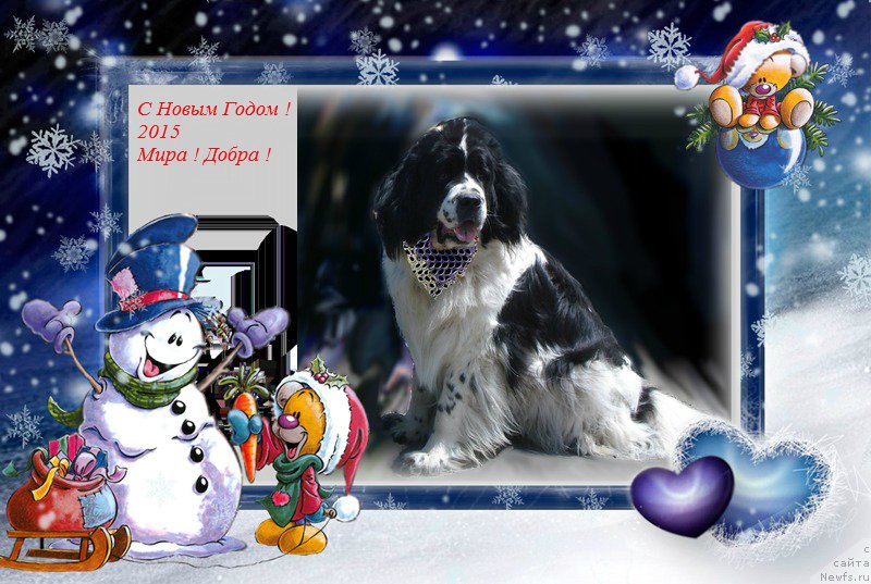 Фото: ньюфаундленд La Belle Michaela (Ла Бель Мишель)