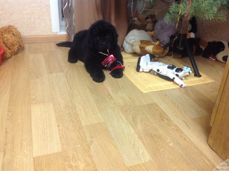 Фото: ньюфаундленд Vernyiy Potap (Верный Потап)