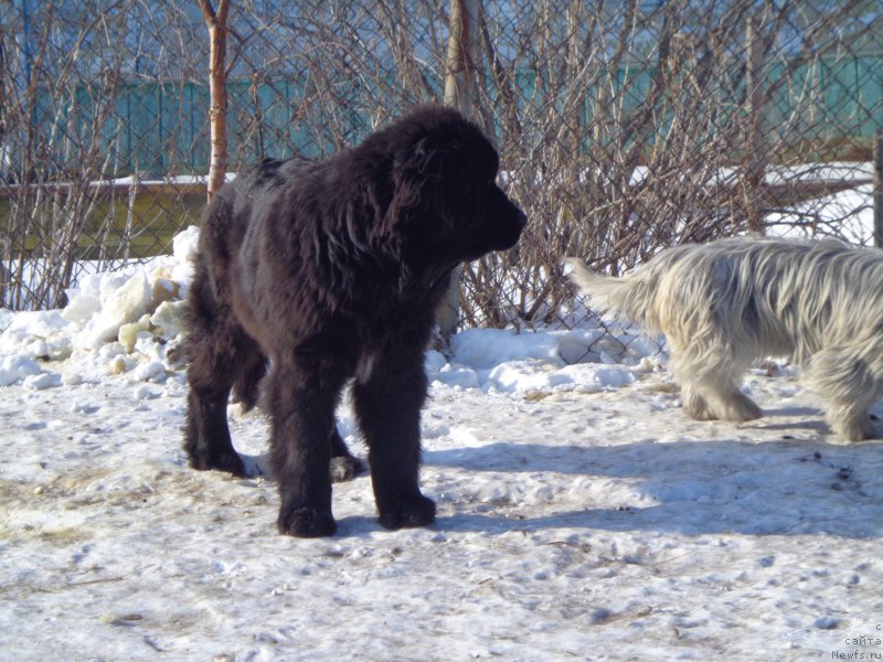 Фото: ньюфаундленд Viktorius Smayl (Викториус Смайл)