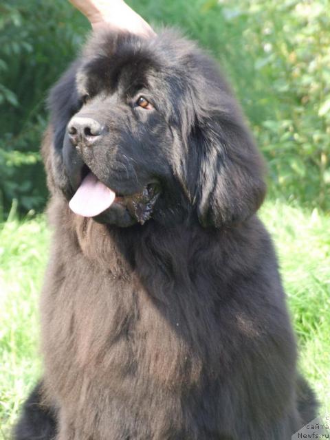 Фото: ньюфаундленд Zholli Wonderfull iz Medvejyego Yara (Жолли Вандерфулл из Медвежьего Яра)