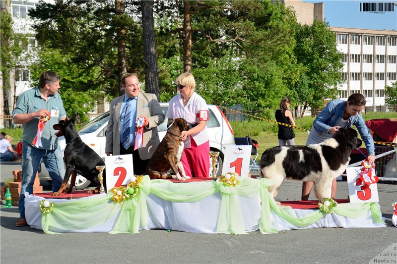 Фото: ньюфаундленд Akvian Song Kiss from Rouz (Аквиан Сонг Кисс Фром Роуз)