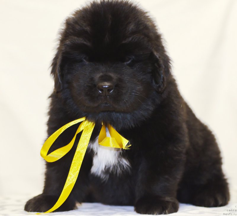 Фото: ньюфаундленд Huffi iz Plemeni Kedra (Хуффи из Племени Кедра)