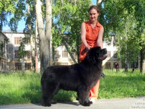 Фото: ньюфаундленд N'yufort Carica Nochi (Ньюфорт Царица Ночи)