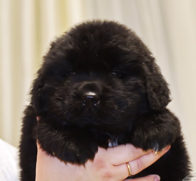 Фото: ньюфаундленд Han Altay iz Plemeni Kedra (Хан Алтай из Племени Кедра)