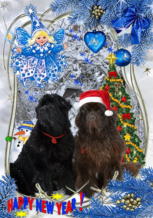 Фото: ньюфаундленд Aquatoriya Kelvin Kadril (Акватория Келвин Кадриль), ньюфаундленд I Follow The Sun de L'Etoile de Cyrice