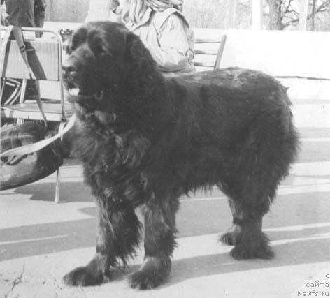 Фото: ньюфаундленд Zarita (Зарита)