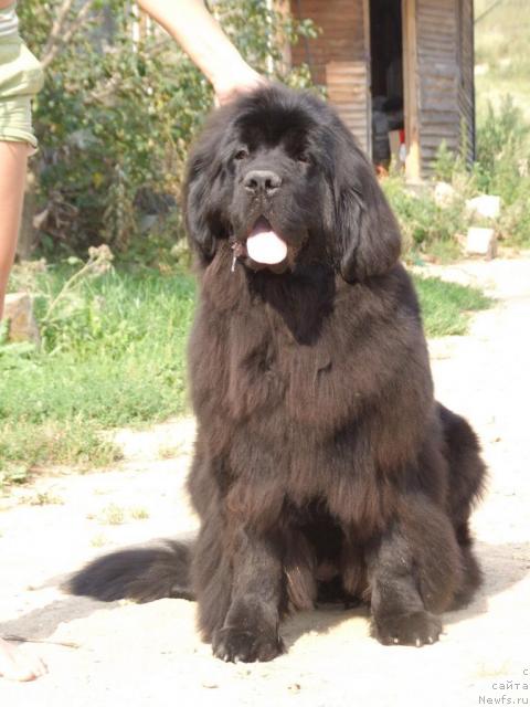 Фото: ньюфаундленд Zholli Wonderfull iz Medvejyego Yara (Жолли Вандерфулл из Медвежьего Яра)