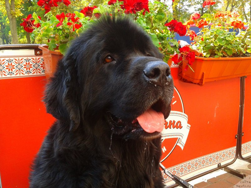 Фото: ньюфаундленд Leslley-Sia Flover (Лесли-Сиа Фловер)
