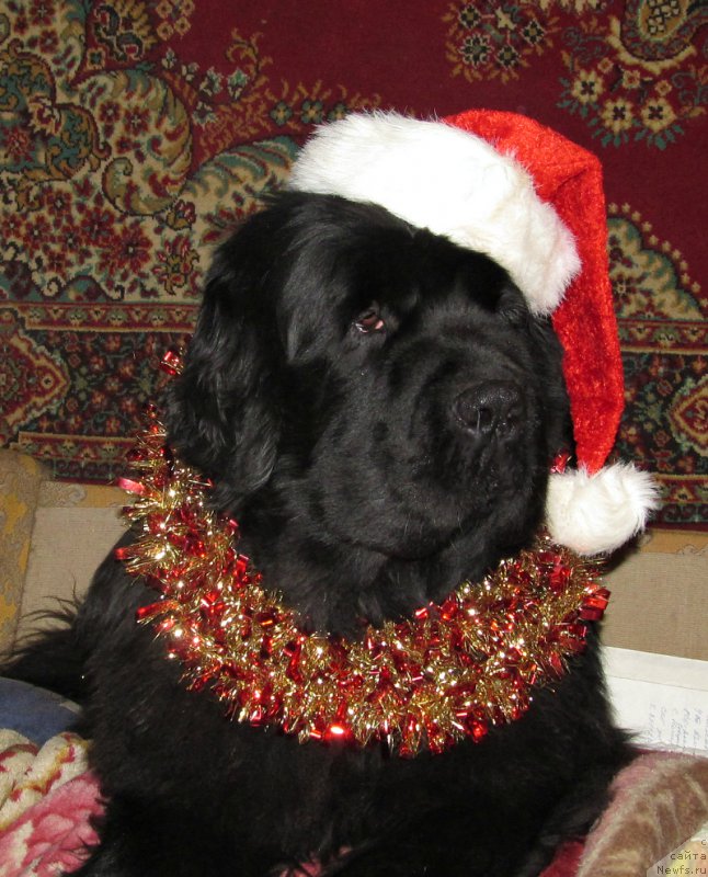 Фото: ньюфаундленд Aquatoriya Kelvin Flash Royal (Акватория Келвин Флэш Ройал)