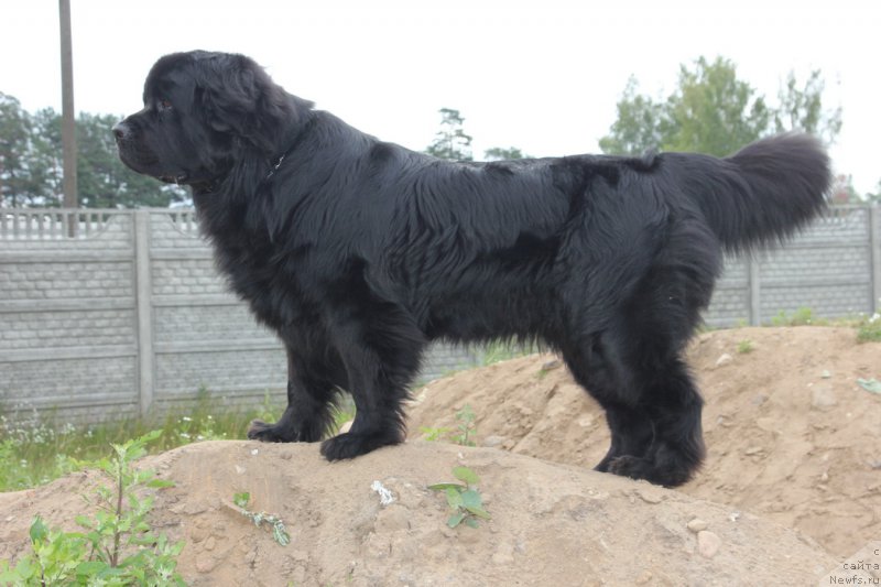 Фото: ньюфаундленд Jessi Angel