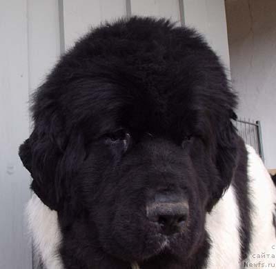 Фото: ньюфаундленд Chatkantarra Ixcharni