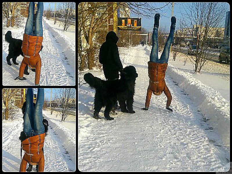 Фото: ньюфаундленд Russkaya Krasavica Nyura (Русская Красавица Нюра)