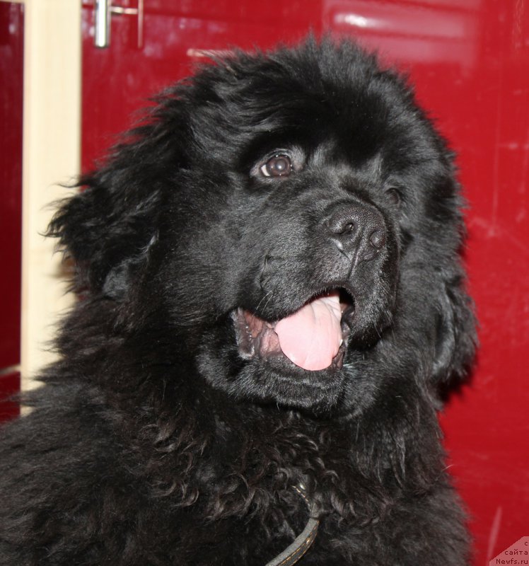 Фото: ньюфаундленд Al'fa Dar Oksa Avgustina (Альфа Дар Окса Августина)