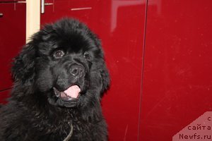 Фото: ньюфаундленд Al'fa Dar Oksa Avgustina (Альфа Дар Окса Августина)