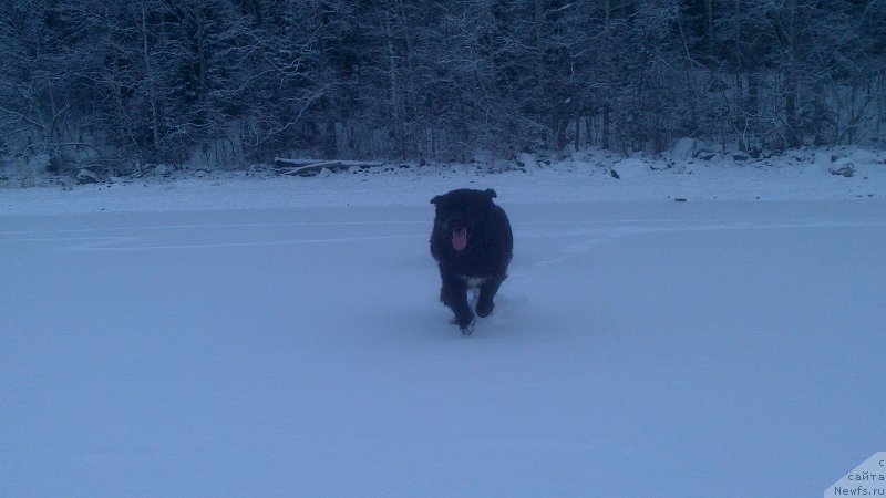 Фото: ньюфаундленд Baffi (Баффи)