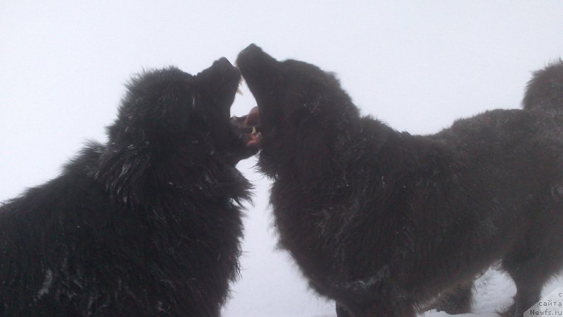 Фото: ньюфаундленд Vivat Brave Master Super Mishka, ньюфаундленд Baffi (Баффи)