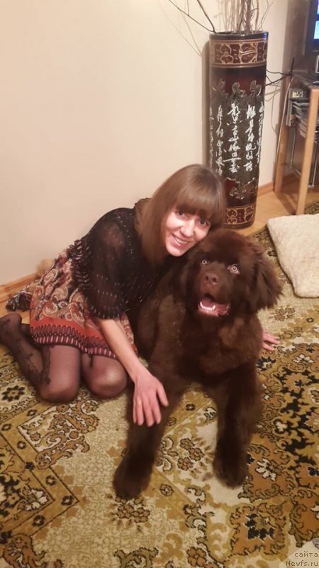 Фото: ньюфаундленд Brownblood MSK Hayes Hago (Браунблад МСК Хаиес Хаго)