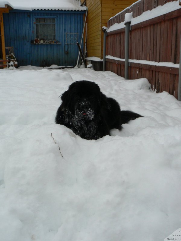 Фото: ньюфаундленд Smigar Ukrotitel'nica Tigrov (Смигар Укротительница Тигров)