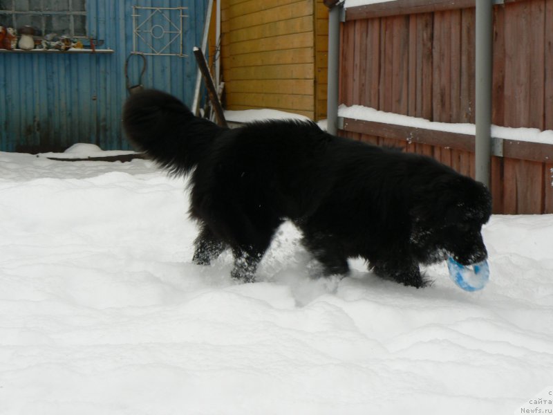 Фото: ньюфаундленд Smigar Ukrotitel'nica Tigrov (Смигар Укротительница Тигров)