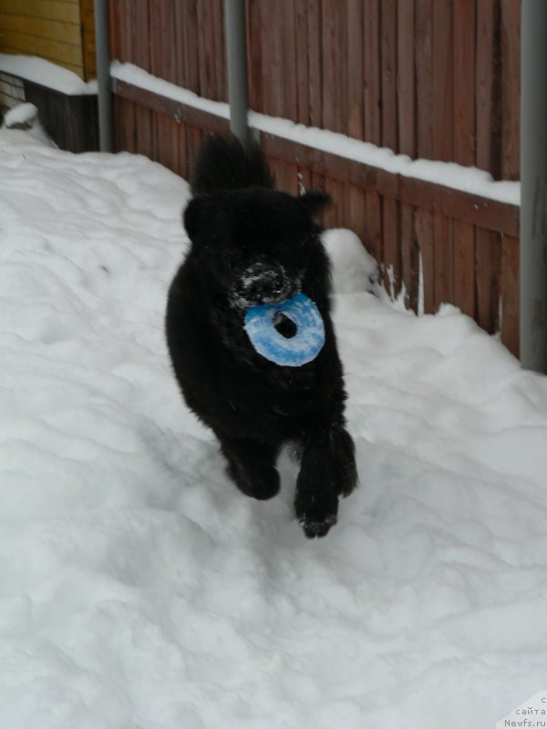 Фото: ньюфаундленд Smigar Ukrotitel'nica Tigrov (Смигар Укротительница Тигров)