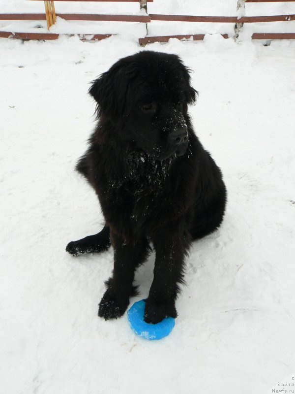 Фото: ньюфаундленд Smigar Ukrotitel'nica Tigrov (Смигар Укротительница Тигров)