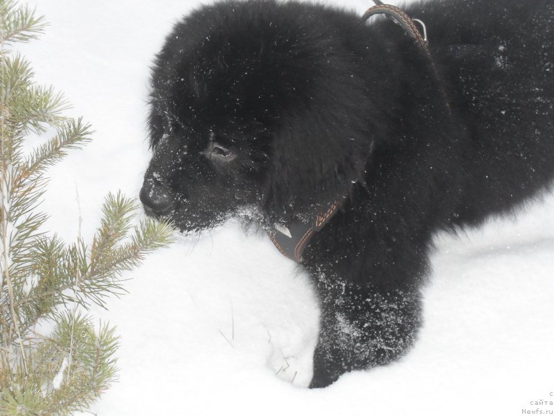 Фото: ньюфаундленд Lionel' (Лионель)