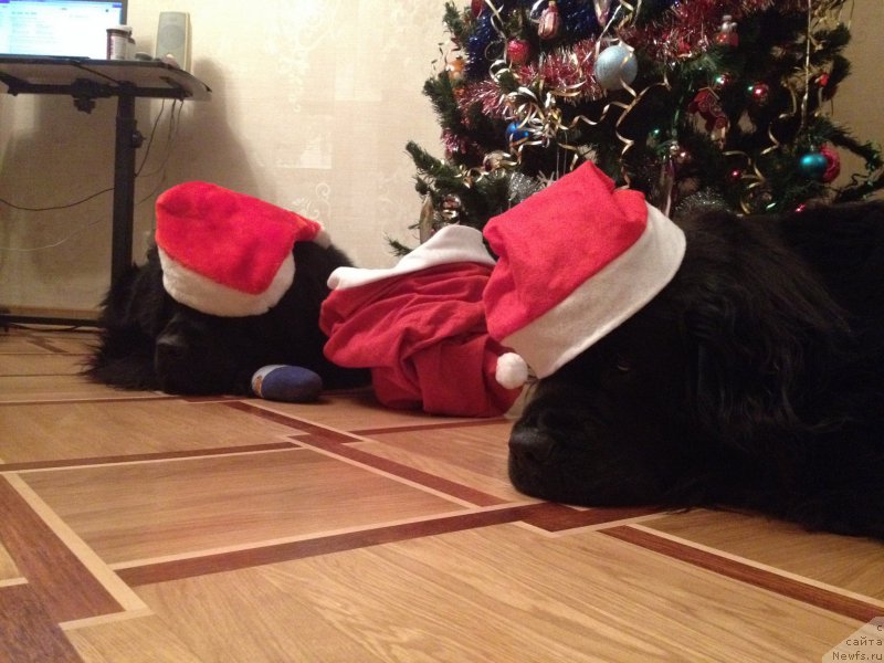 Фото: ньюфаундленд Belkonder-Klab Kassiy Dion (Белкондер-Клаб Кассий Дион)