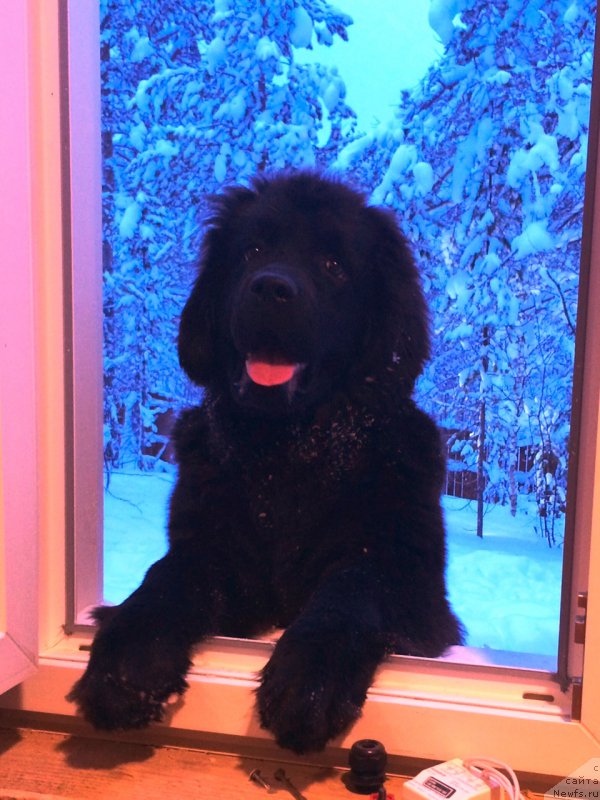 Фото: ньюфаундленд Hilda Fulfillment of Dreams Black Legend (Хилда Фулфилмент оф Дреамс Блак Легенд)