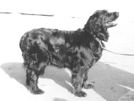 Фото: ньюфаундленд Zaura (Заура)