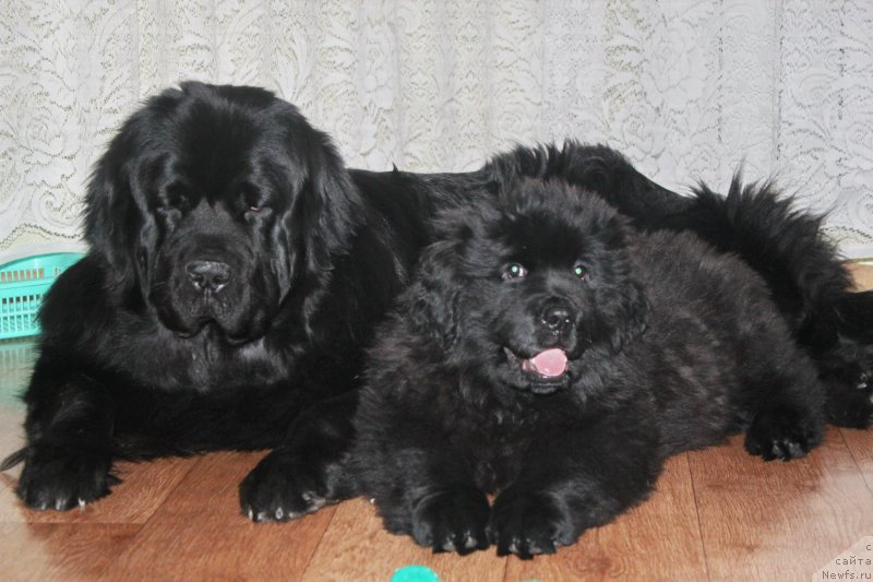 Фото: ньюфаундленд Al'fa Dar Oksa Avgustina (Альфа Дар Окса Августина)