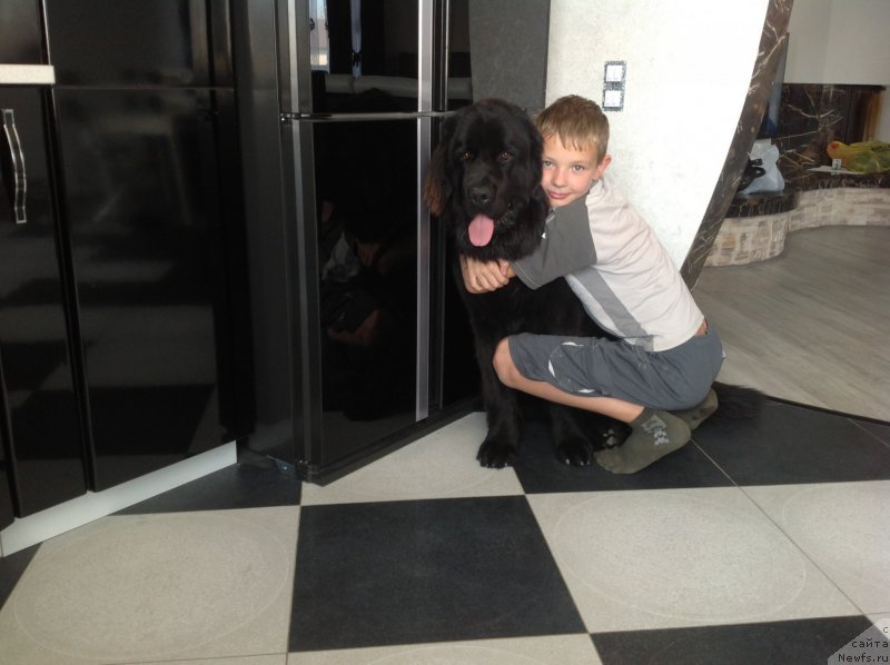 Фото: ньюфаундленд Vernyiy Potap (Верный Потап)