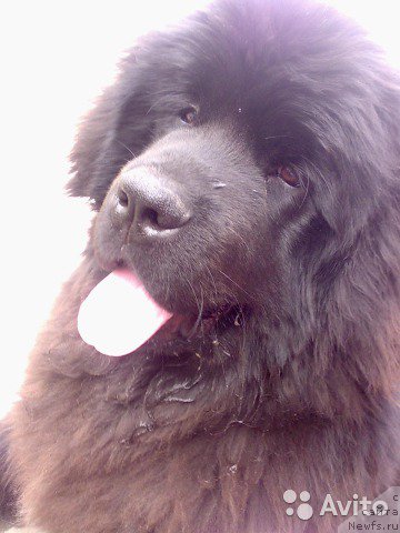 Фото: ньюфаундленд Korsar Korrado (Корсар Коррадо)