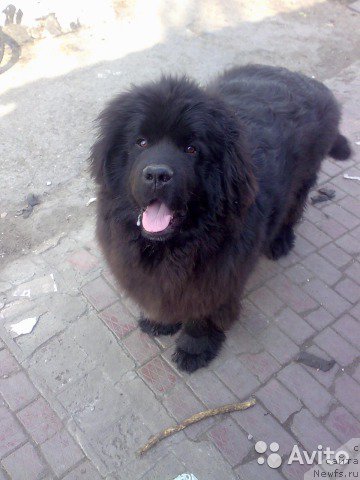 Фото: ньюфаундленд Korsar Korrado (Корсар Коррадо)