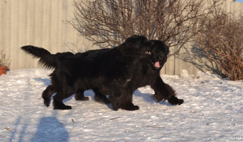 Фото: ньюфаундленд Talisman Morya Mishel' (Талисман Моря Мишель), ньюфаундленд Sent Djons Rollex (Сент Джонс Роллекс)