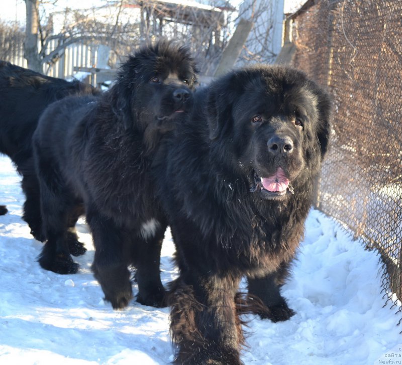 Фото: ньюфаундленд Talisman Morya Mishel' (Талисман Моря Мишель), ньюфаундленд Sent Djons Rollex (Сент Джонс Роллекс)