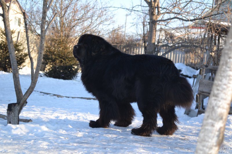 Фото: ньюфаундленд Sent Djons Rollex (Сент Джонс Роллекс)