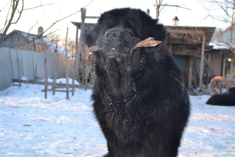 Фото: ньюфаундленд Sent Djons Rollex (Сент Джонс Роллекс)