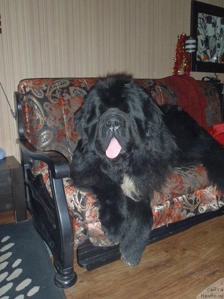 Фото: ньюфаундленд Dark Pride Versace (Дак Прайд Версаче)