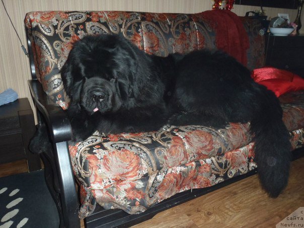 Фото: ньюфаундленд Dark Pride Versace (Дак Прайд Версаче)