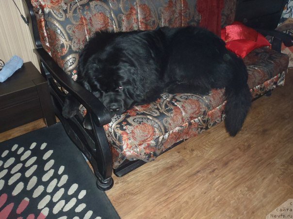 Фото: ньюфаундленд Dark Pride Versace (Дак Прайд Версаче)